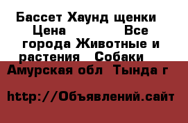 Бассет Хаунд щенки › Цена ­ 20 000 - Все города Животные и растения » Собаки   . Амурская обл.,Тында г.